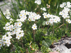 Androsace chamaejasme