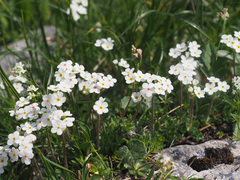 Androsace chamaejasme