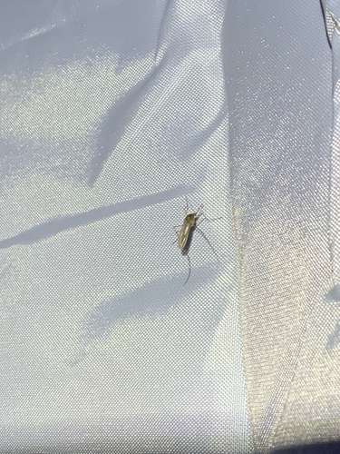Unknown species found near Sherwood Trail, Grey Forest, TX, US