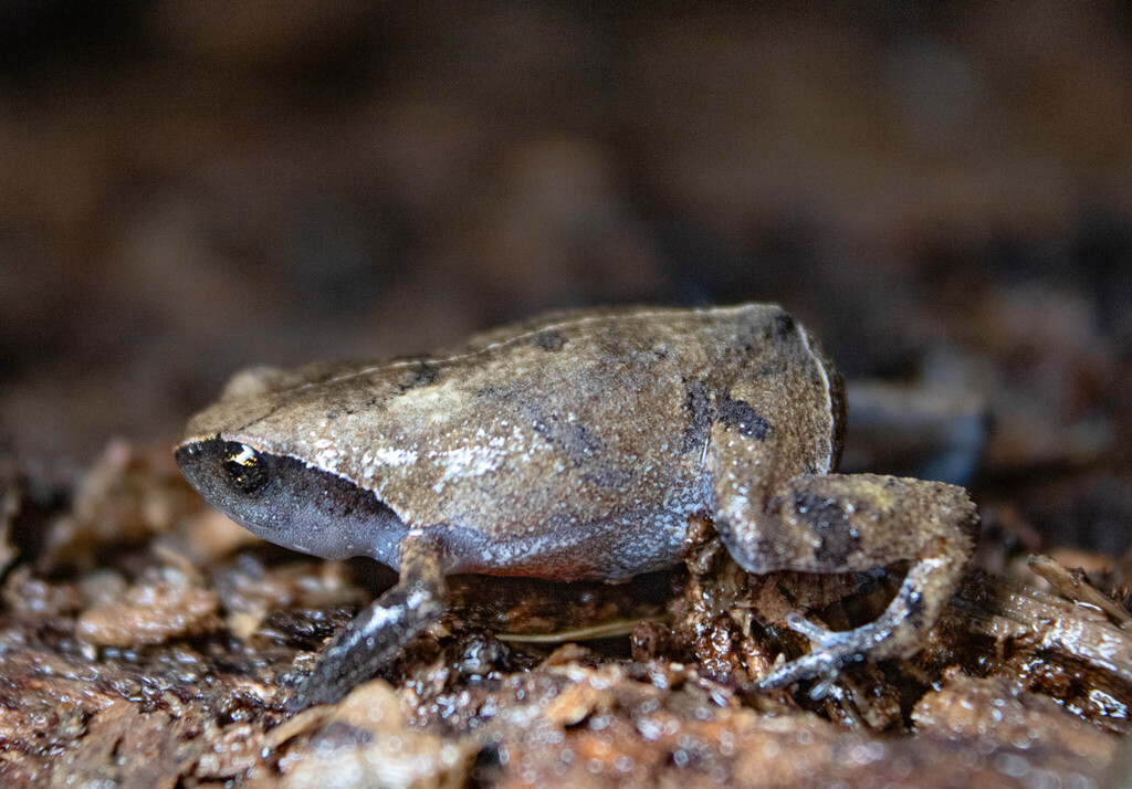 Izecksohn's Guanabara Frog