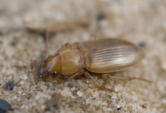 Harpalus flavescens