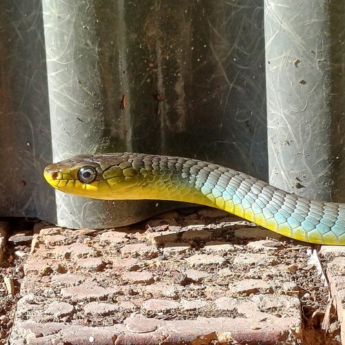 Common Tree Snake sighting