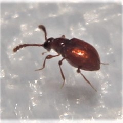 Scydmaeninae