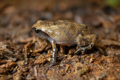 Izecksohn's Guanabara Frog photo 2