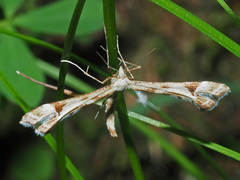 Platyptilia