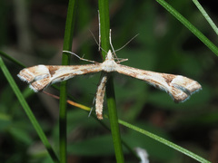 Platyptilia