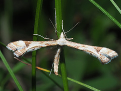 Platyptilia