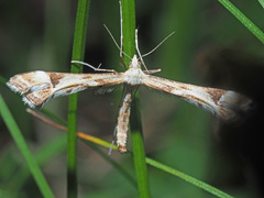 Platyptilia
