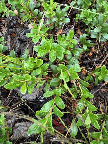 bearberry