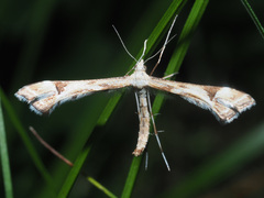 Platyptilia