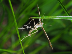 Platyptilia