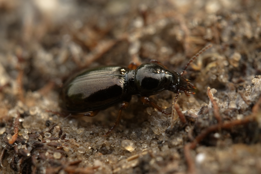 Miscodera