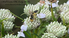 Calliopsis andreniformis