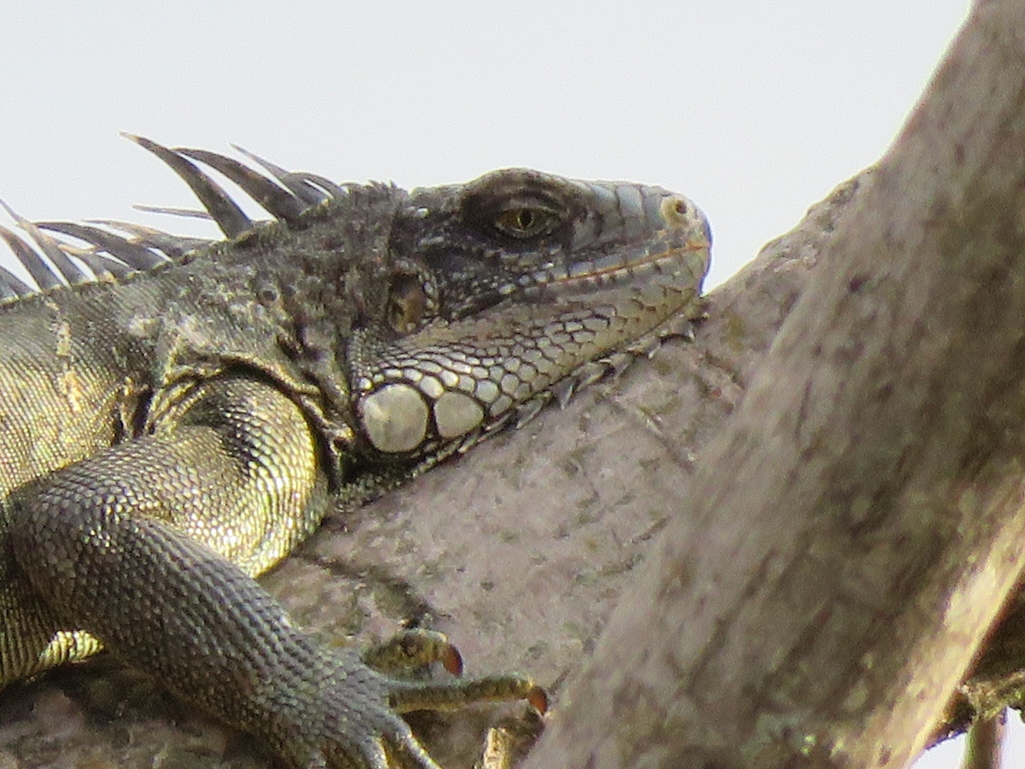 Iguana image