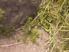 Tatochila xanthodice