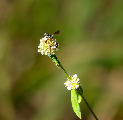 Unknown species found near Pinellas County, FL, USA