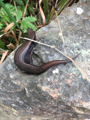 Metallic Cool-Skink photo 2