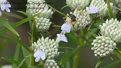 Calliopsis andreniformis