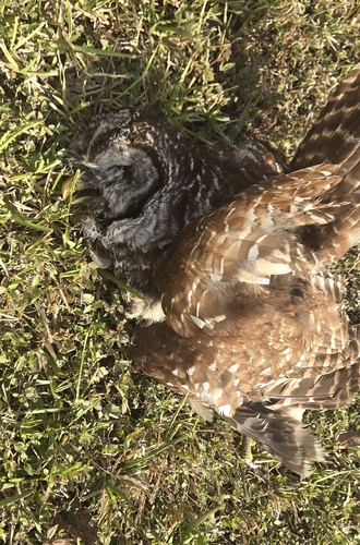 View observation of {o.common_name} on iNaturalist