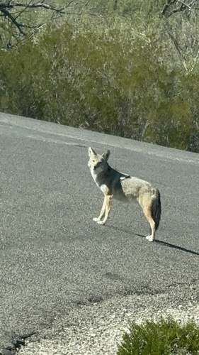 iNaturalist observation 2025-11-26