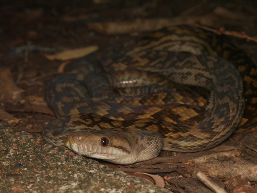 Australian Scrub Python sighting