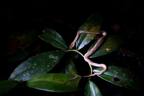 Coastal Mock Viper