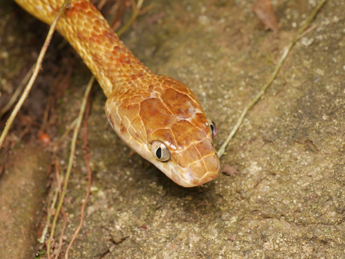 Brown Tree Snake sighting