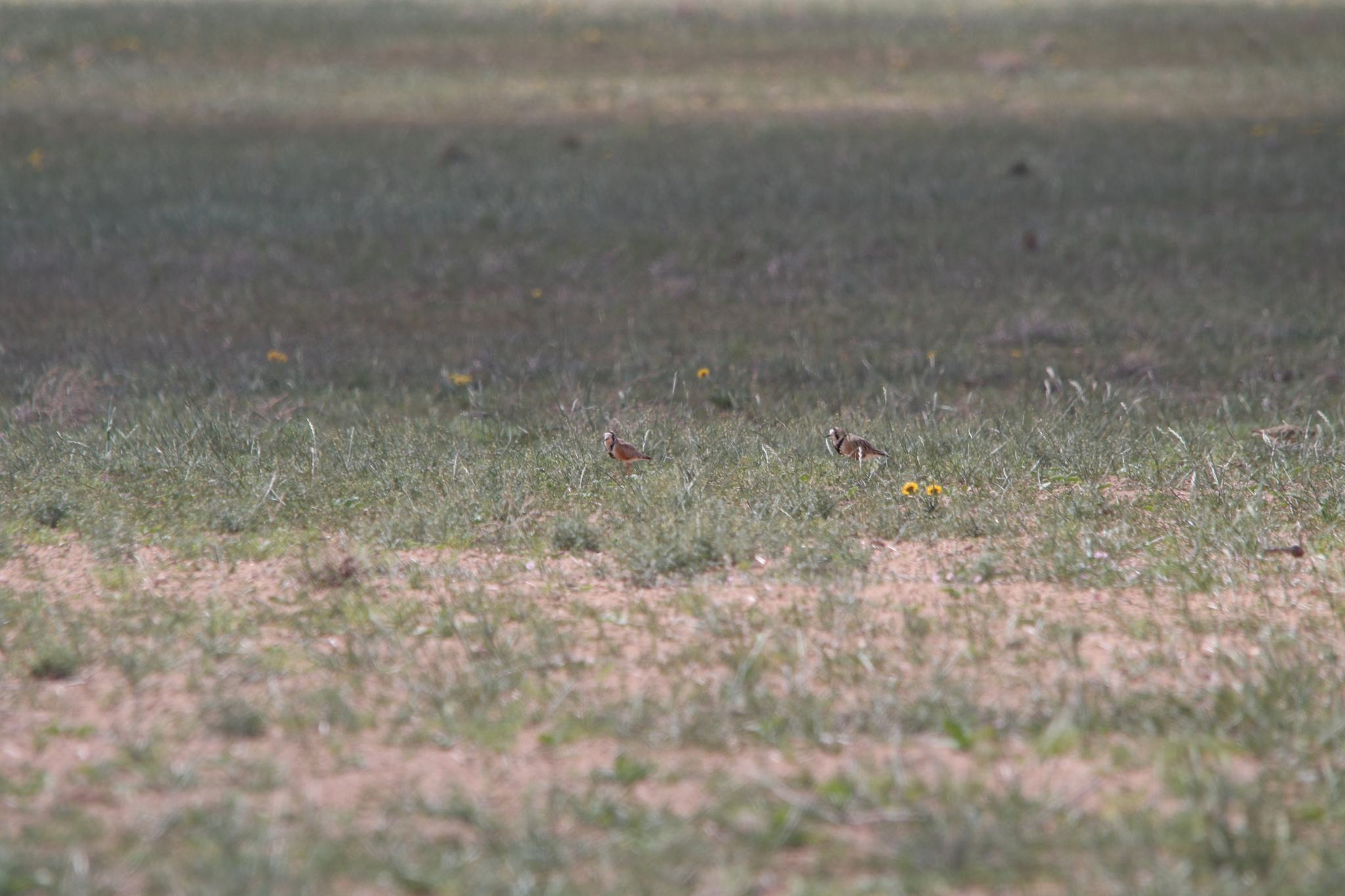 Inland Dotterel (Peltohyas australis), photo 6