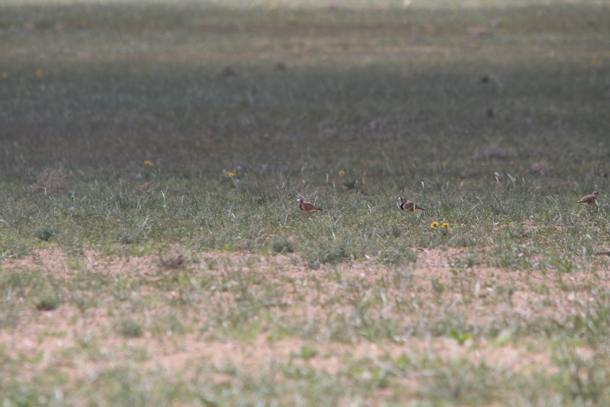 Inland Dotterel (Peltohyas australis), photo 5