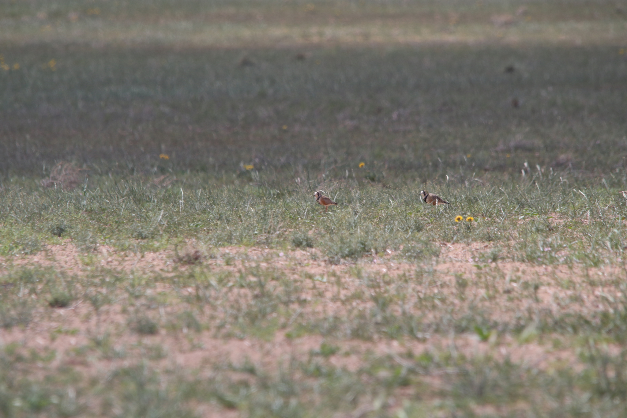 Inland Dotterel (Peltohyas australis), photo 7