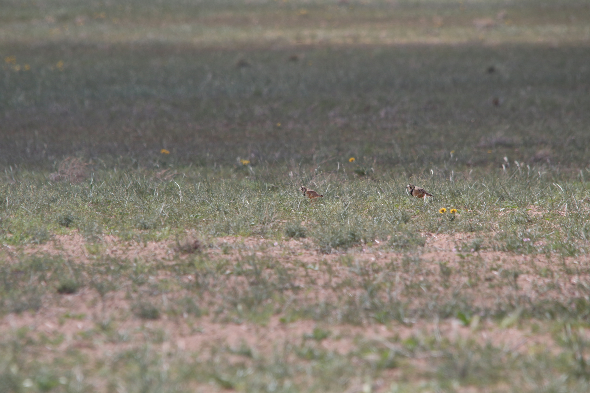 Inland Dotterel (Peltohyas australis), photo 8