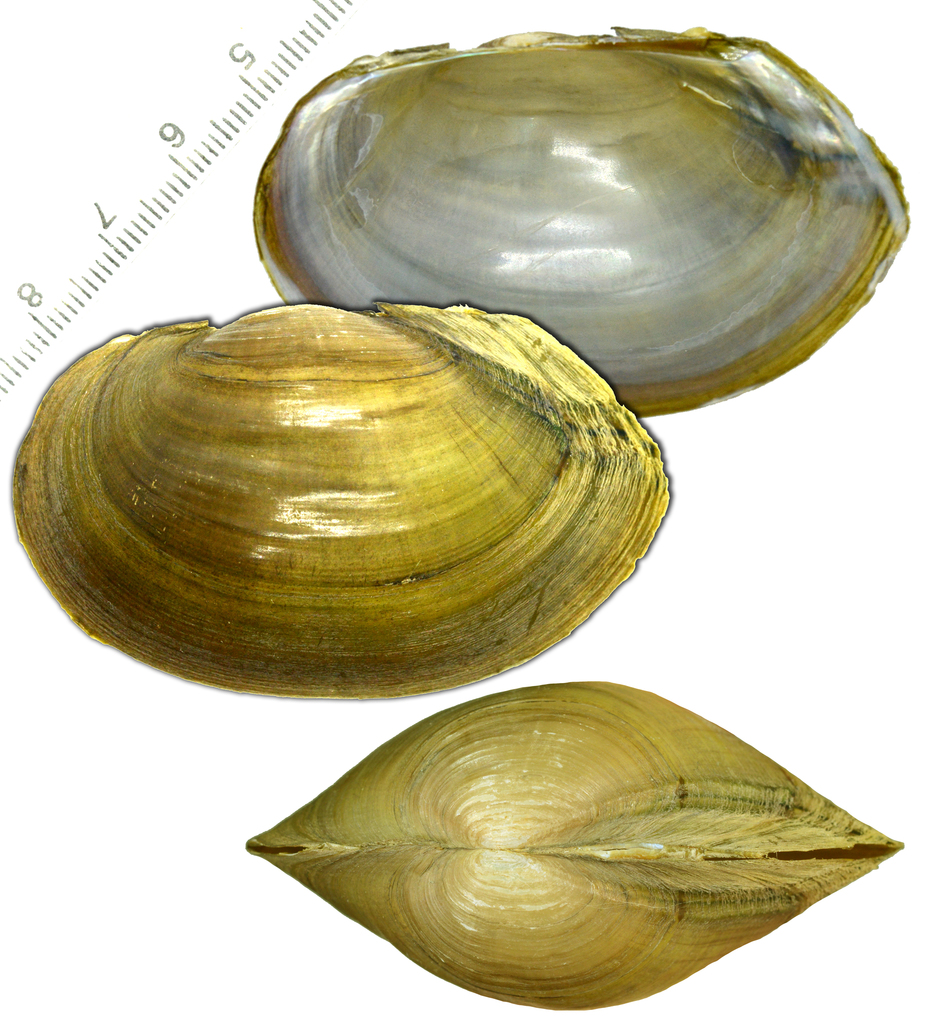 Buldowskia shadini