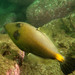 Yellowstriped Leatherjacket - Photo (c) Marine Explorer (Dr John Turnbull), some rights reserved (CC BY-NC-SA)