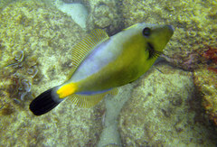 Meuschenia flavolineata