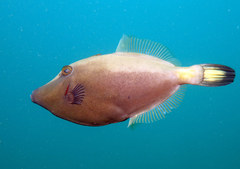 Meuschenia flavolineata
