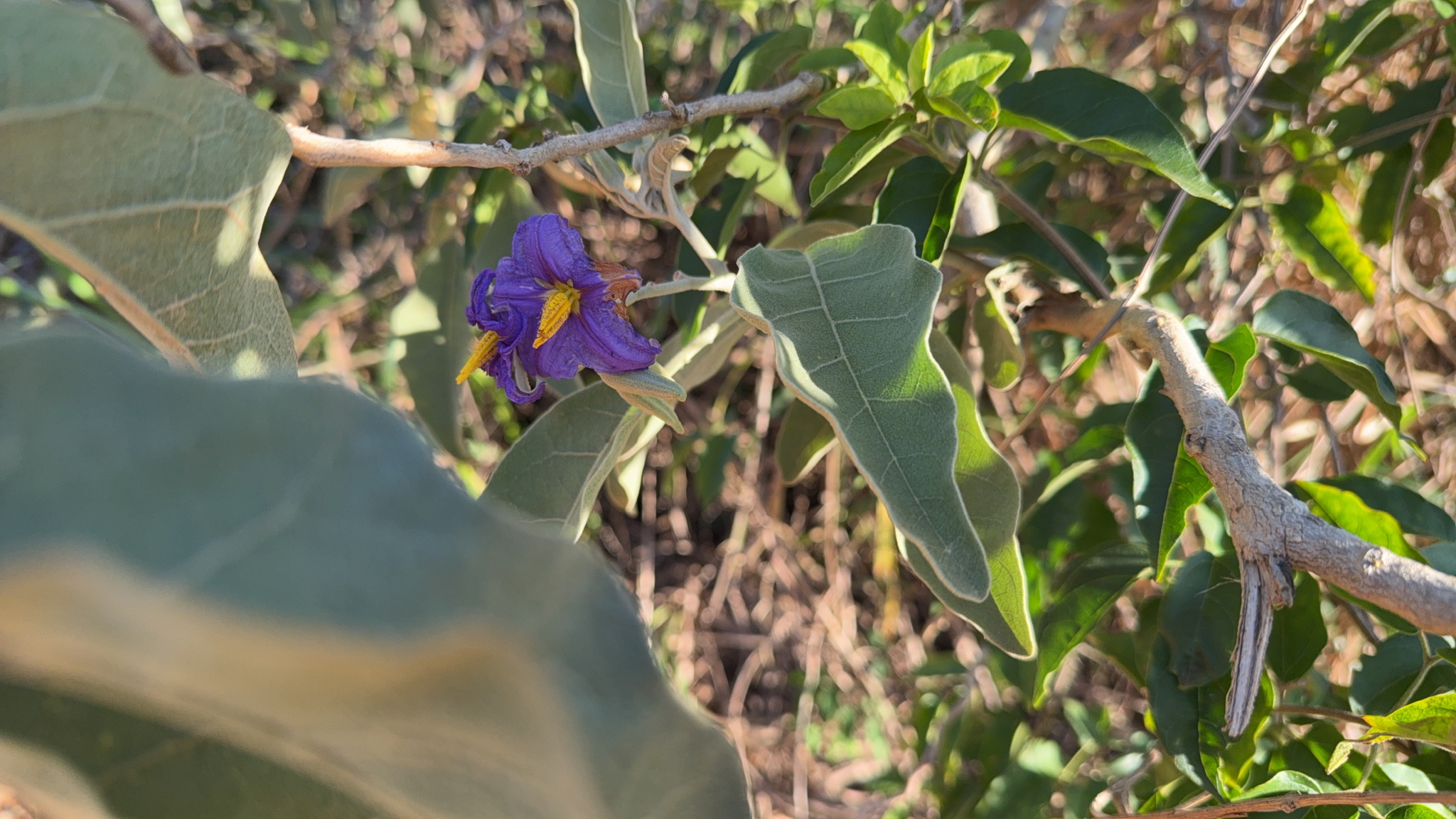 Solanum lycocarpum