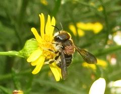 Parasitiformes