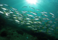Trachurus novaezelandiae