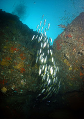 Trachurus novaezelandiae