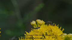 Perdita octomaculata