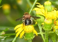 Parasitiformes