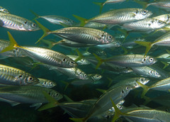 Trachurus novaezelandiae