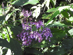 Epidendrum porphyreum