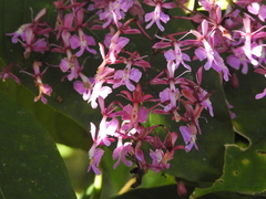 Epidendrum porphyreum