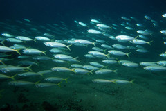 Trachurus novaezelandiae