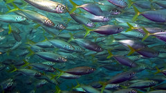Trachurus novaezelandiae