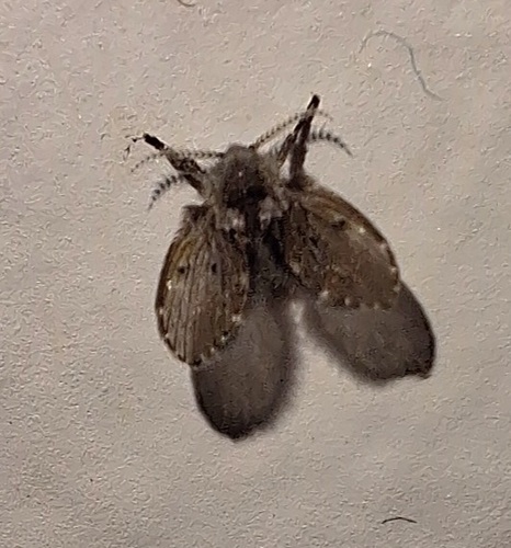 Unknown species found near Urbana, IL, USA