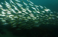 Trachurus novaezelandiae