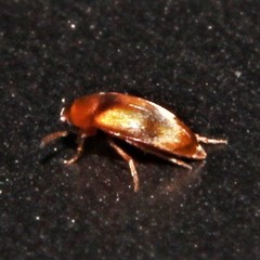 Anaspidinae