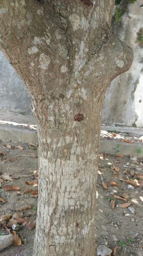 Mimusops elengi